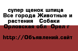 супер щенок шпица - Все города Животные и растения » Собаки   . Орловская обл.,Орел г.